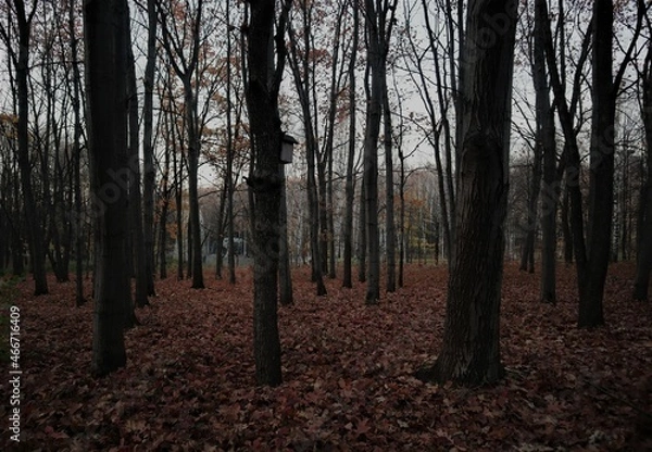 Fototapeta gloomy place