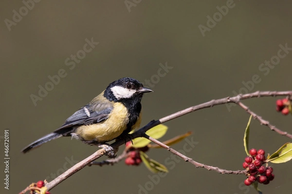 Fototapeta Great tit in profile perched on a branch in the sun.