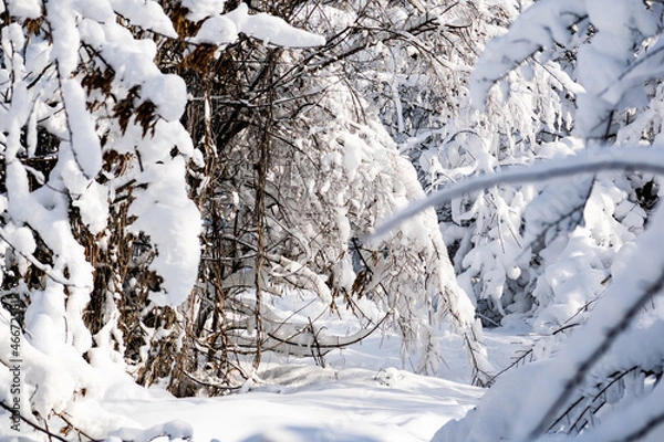 Fototapeta snow covered trees