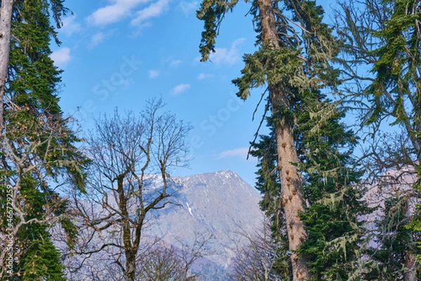 Fototapeta trees and sky