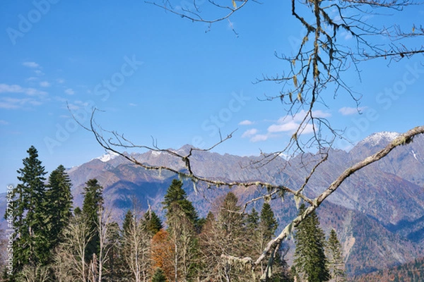 Fototapeta trees in winter