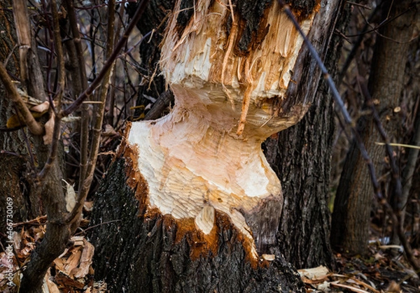 Obraz Closeup of tree trunk with teeth marks of beaver animal chewed and spoiled by a European beaver activity for dam construction at the riverbank