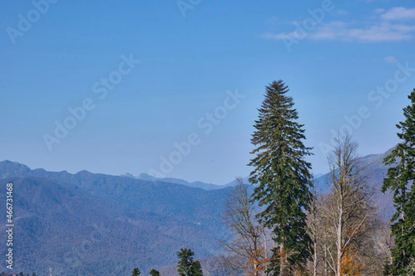 Fototapeta pine tree in the mountains