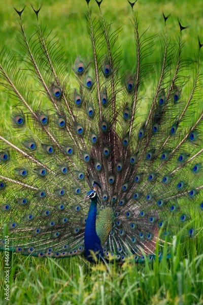 Fototapeta peacock with feathers