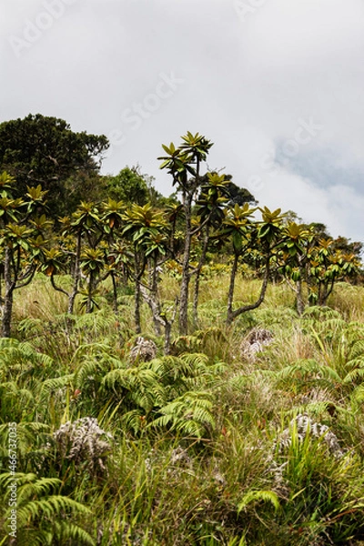 Fototapeta trees in the mountains