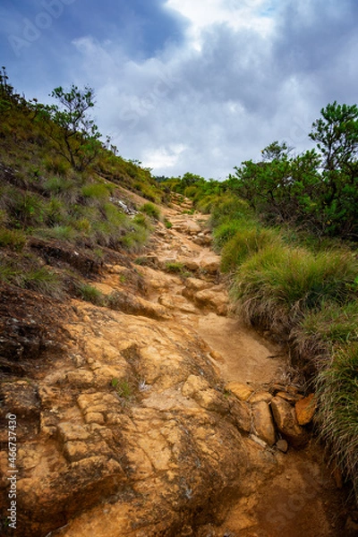 Fototapeta path in the forest