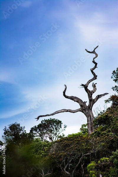 Fototapeta tree in the sky