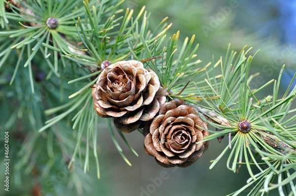 Fototapeta Larch Tree Cones