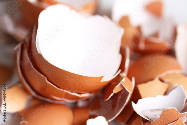 Obraz shells of eggs