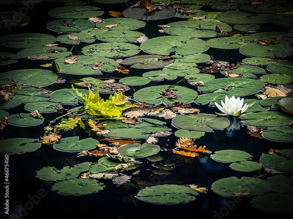 Obraz Seerose und Eichenblatt