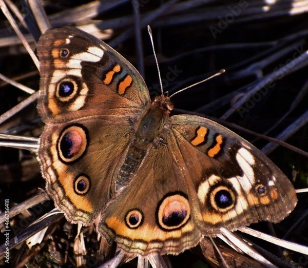 Fototapeta Buckeye butterfly