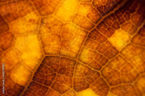 Obraz brown leaf nature background closeup