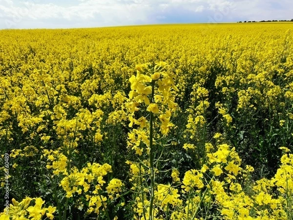 Fototapeta rapeseed field 2