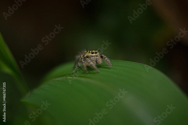 Obraz spider on a leaf 