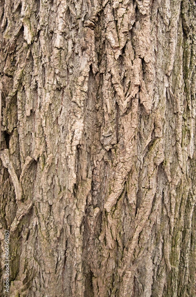 Obraz Bark