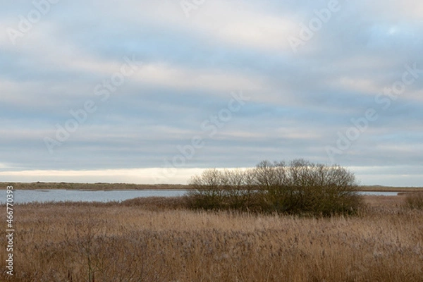 Obraz reeds on the beach