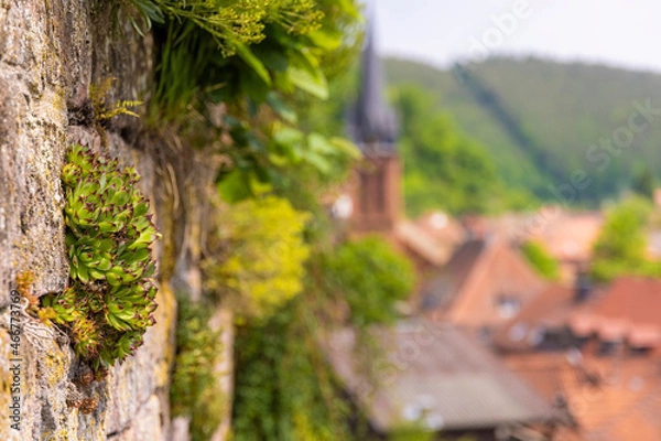 Obraz Steinblumen an der Sandsteinmauer