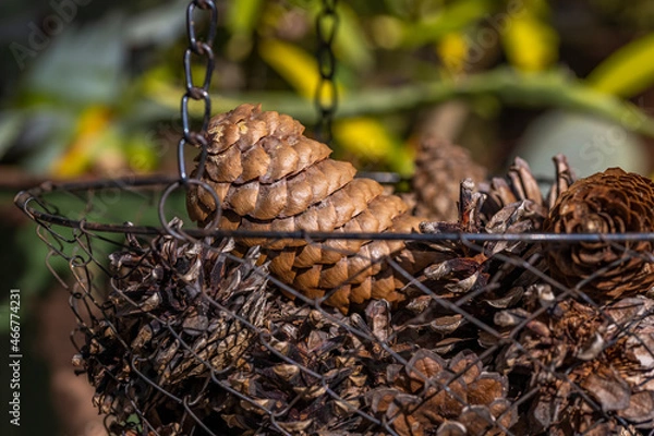 Obraz Tannenzapfen im Körbchen
