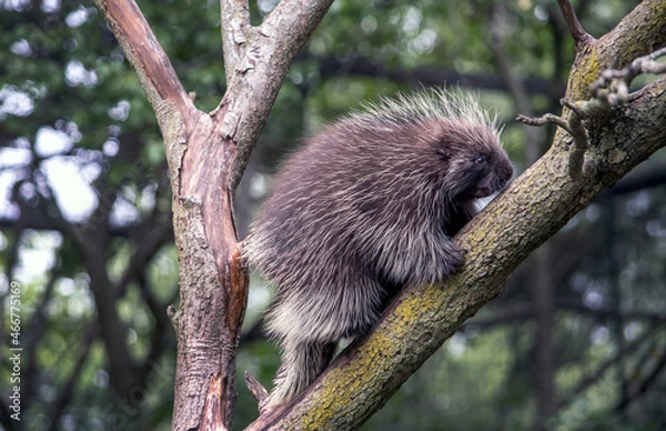 Obraz porcupine , a well known tree climber, is out on a limb