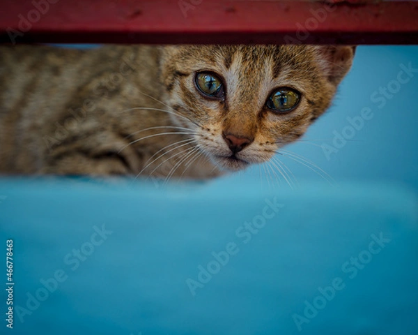 Obraz kitten environmental portrait