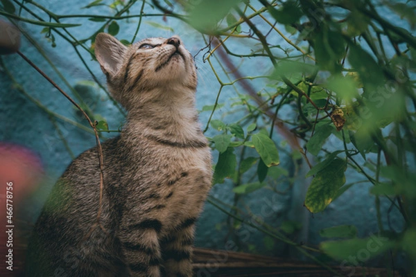 Obraz cat in the garden