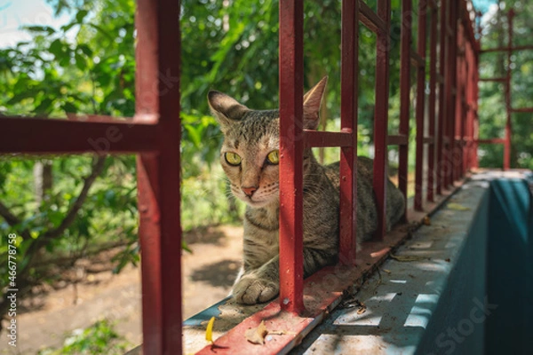 Obraz cat on the fence