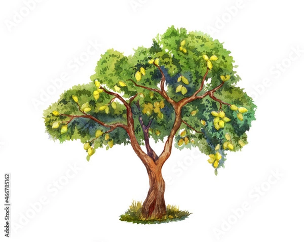 Fototapeta Lemon tree with many lemons on branches. Traditional watercolor illustration. Isolated on white background. For design greetings, cards, wedding sets, decorative elements, fabric, wrapping. 
