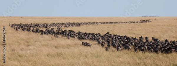 Obraz Long lines and masses of wildebeest in the Great Migration of the Serengeti and Masai Mara in East Africa