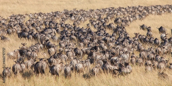 Obraz Long lines and masses of wildebeest in the Great Migration of the Serengeti and Masai Mara in East Africa