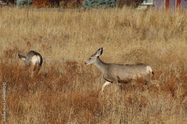 Obraz Two young deer in high grass