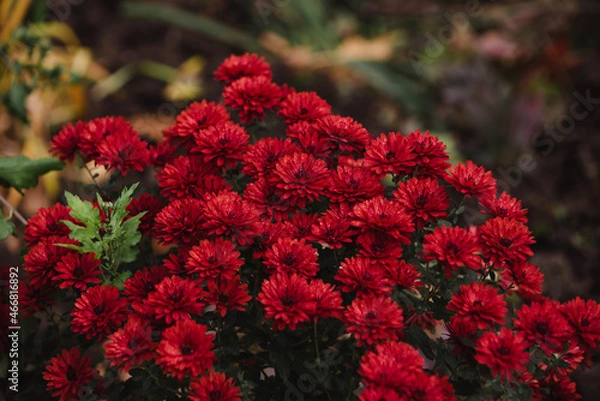 Obraz red and yellow flowers