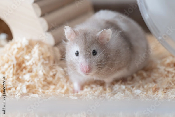 Fototapeta 【ペット】グレーのゴールデンハムスター【小動物】