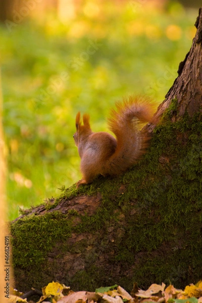 Obraz red squirrel sitting on a tree