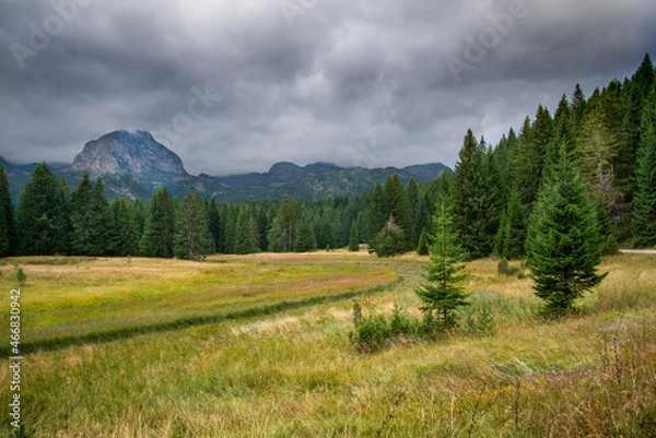 Fototapeta Durmitor National Park,woods and meadows,Montenegro.
