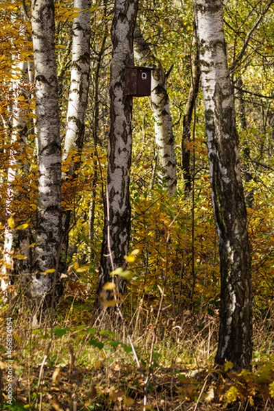 Fototapeta Wooden booth on a birch trunk in the forest.