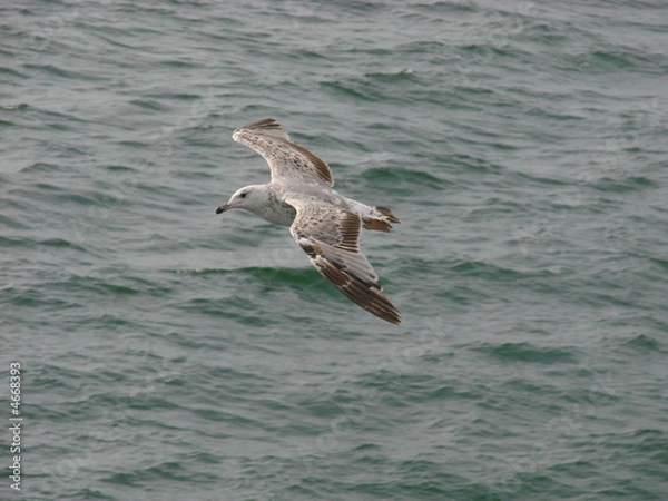 Obraz Mouette