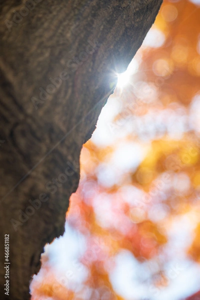 Obraz カエデの幹に差し込む秋の日差し