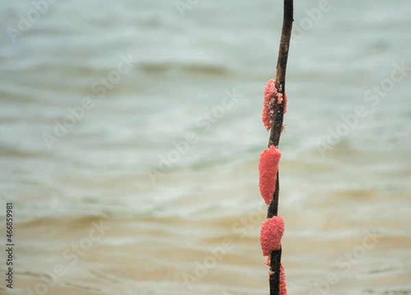 Obraz Golden apple snail eggs