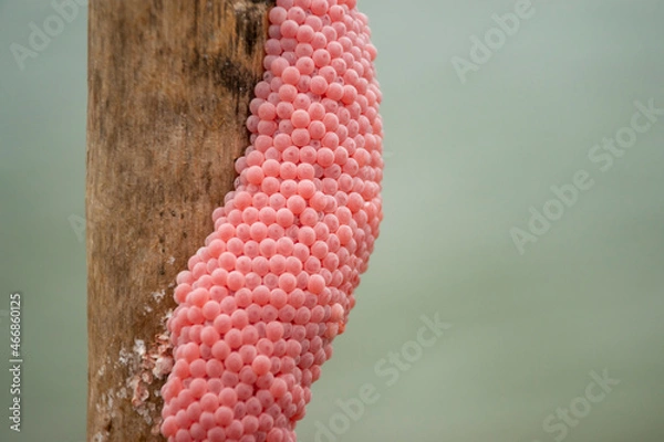 Fototapeta Golden apple snail eggs