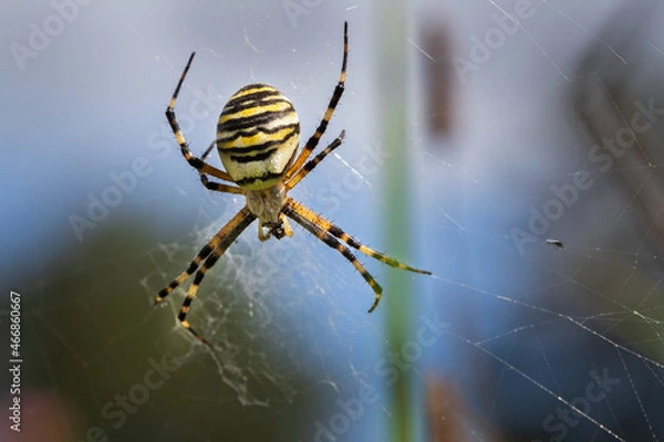 Fototapeta Beautiful big spider in a cobweb. The spider is yellow and has black stripes.