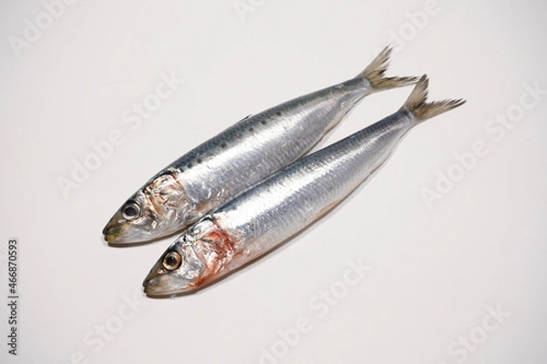 Fototapeta イワシ