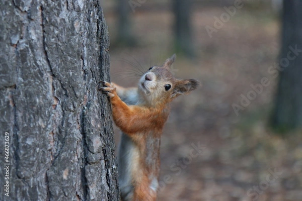 Obraz squirrel on a tree