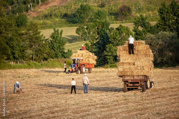 Obraz farmer in field
