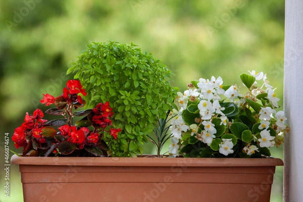 Obraz flowers in the garden