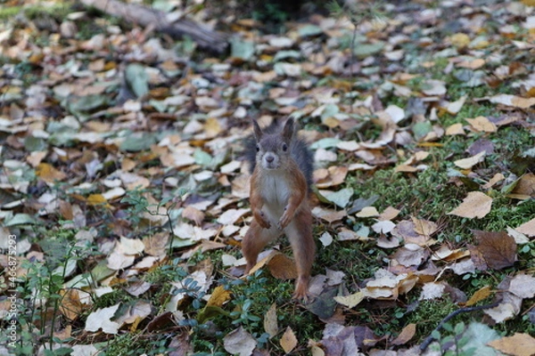 Fototapeta squirrel in the forest