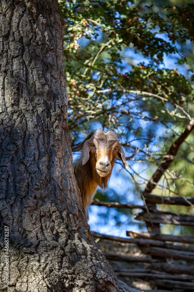 Obraz squirrel in tree