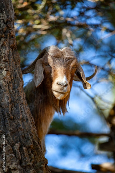 Obraz goat on the farm