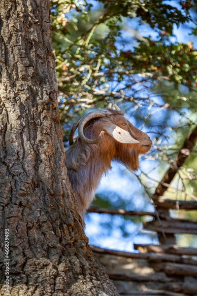 Obraz squirrel in tree