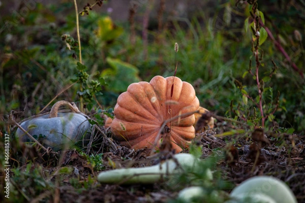 Obraz Pumpkin Field
