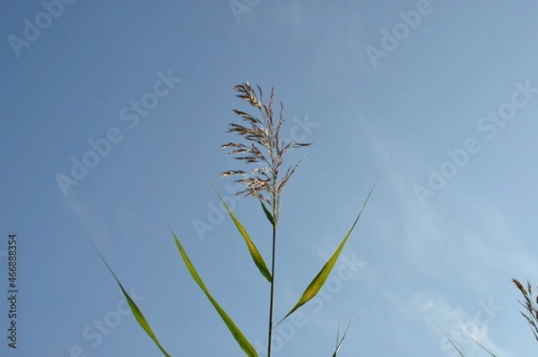 Obraz 한강 선유도공원 억새